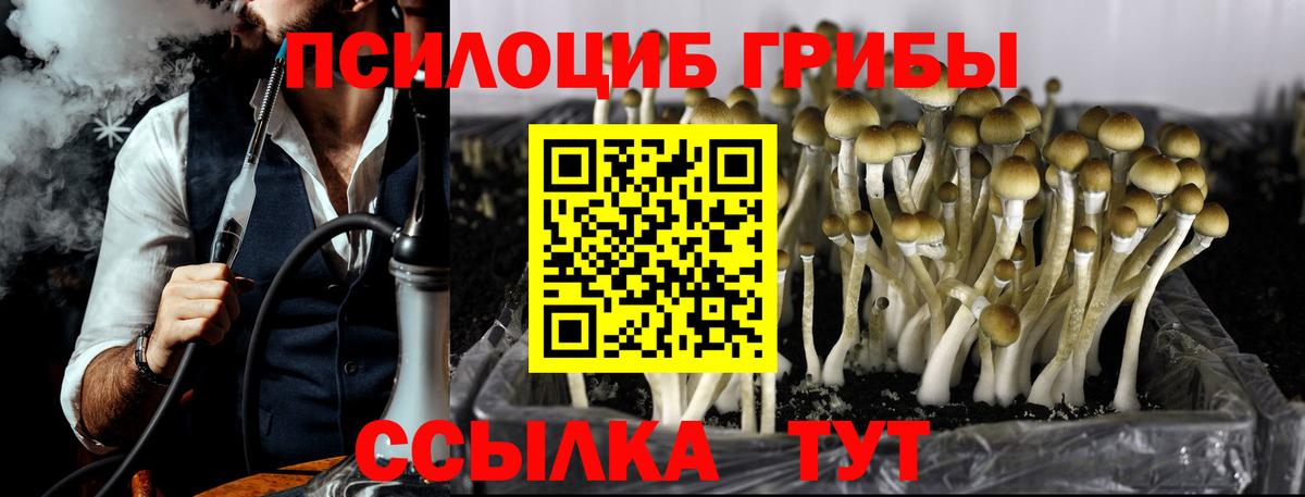 Псилоцибиновые грибы прущие грибы  Вход с VPN  Рубцовск  Псилоцибиновые грибы прущие грибы 